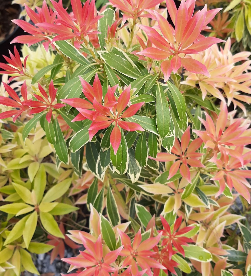 Sekhon & Sons Nursery dba Piroche Plants | 20542 McNeil Rd, Pitt Meadows, BC V3Y 2T9, Canada | Phone: (604) 465-7101