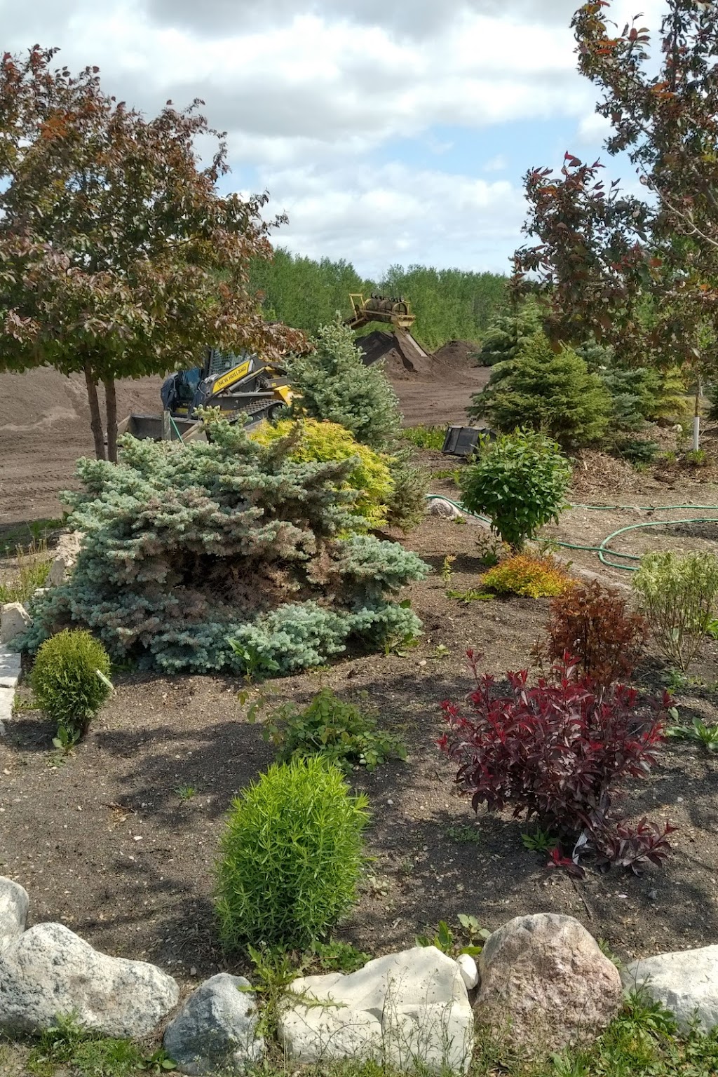 Minerva Tree Farms and Nursery | 108041 8 Pth, Gimli, MB R0C 1B0, Canada | Phone: (204) 642-8643