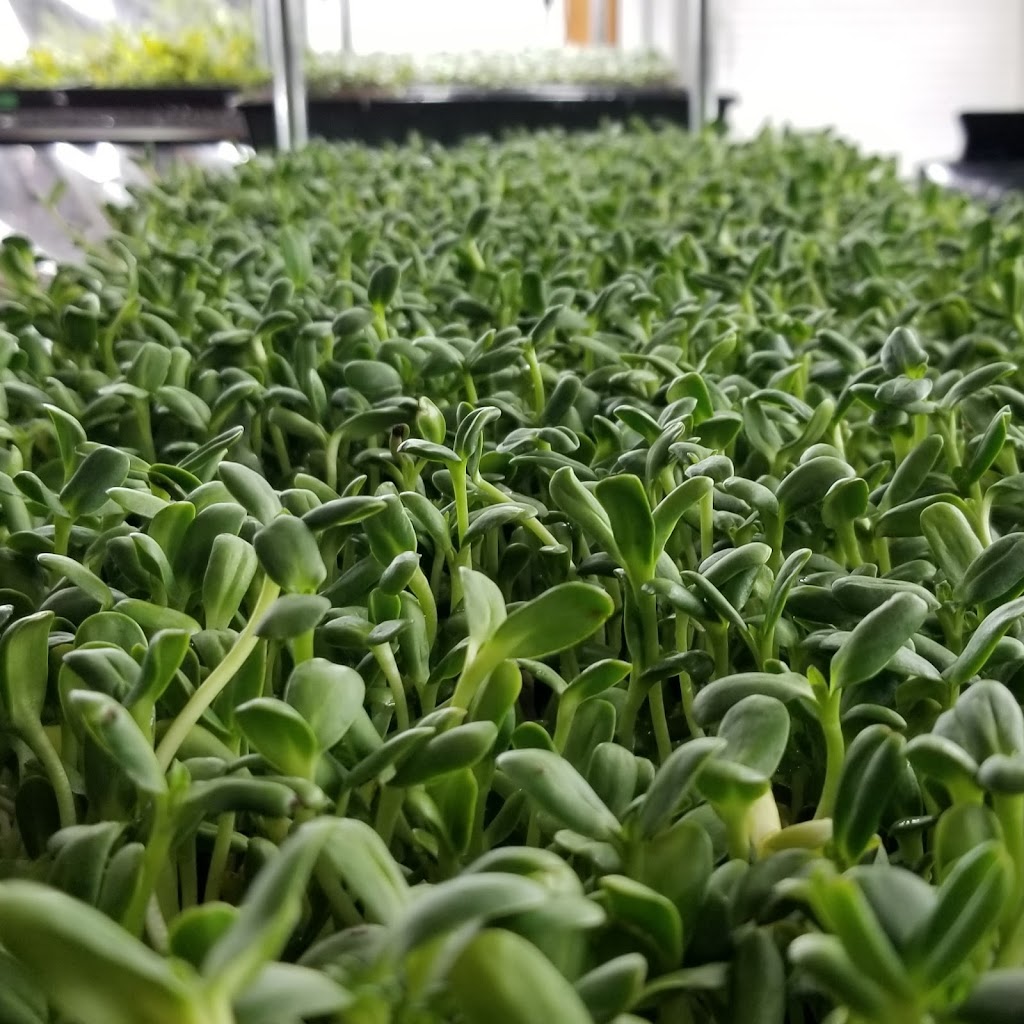 Perks Microgreens | 5872 Sycamore St, Duncan, BC V9L 3E4, Canada | Phone: (250) 216-2877