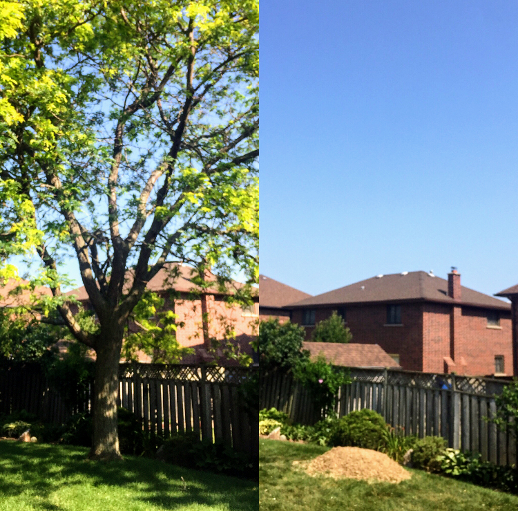 FRASER TREE CARE: Hamilton, Burlington, Stoney Creek, Grimsby | 752 Green Mountain Rd E, Stoney Creek, ON L8J 3A8, Canada | Phone: (905) 526-0502