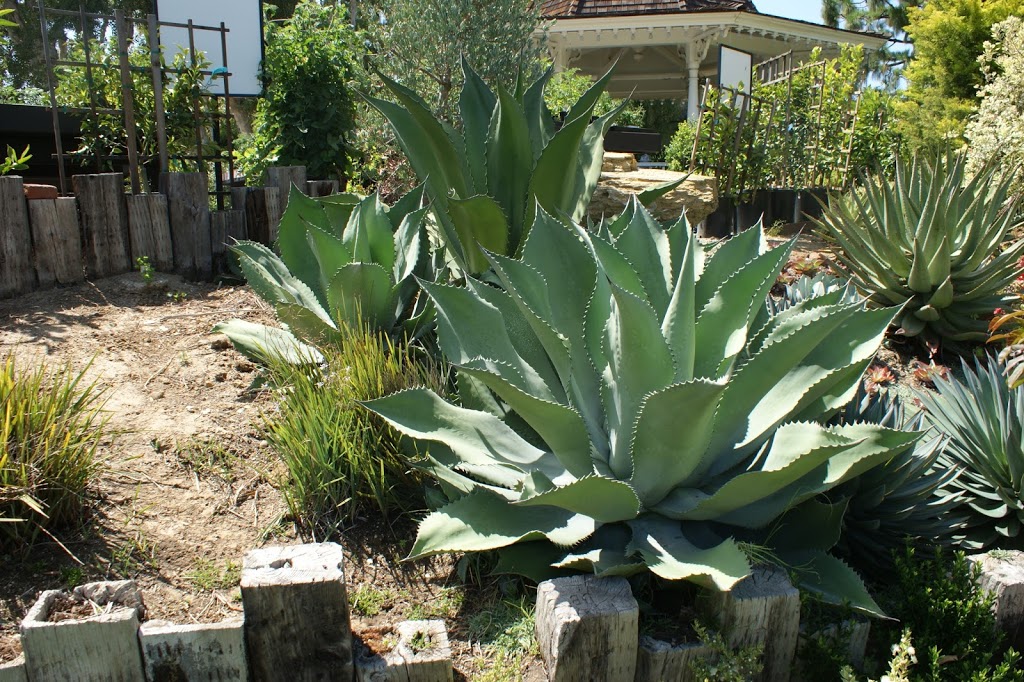 California Classics: Exotic Plant Company | 3683 Berard Rd, Kelowna, BC V1W 4A9, Canada | Phone: (250) 801-6916
