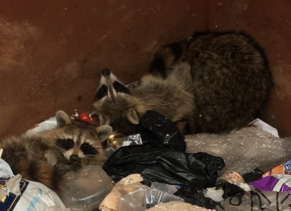 Gunning Wildlife Removal & Pest Control | 124 Ottawa Ave, Woodstock, ON N4T 0H9, Canada | Phone: (519) 421-2677