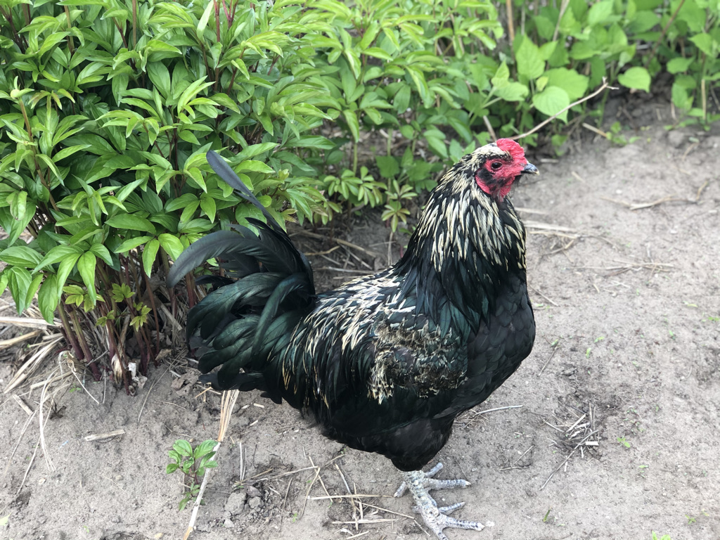 Shakell Farms | 4274 Penetanguishene Rd, Hillsdale, ON L0L 1V0, Canada | Phone: (705) 828-0524