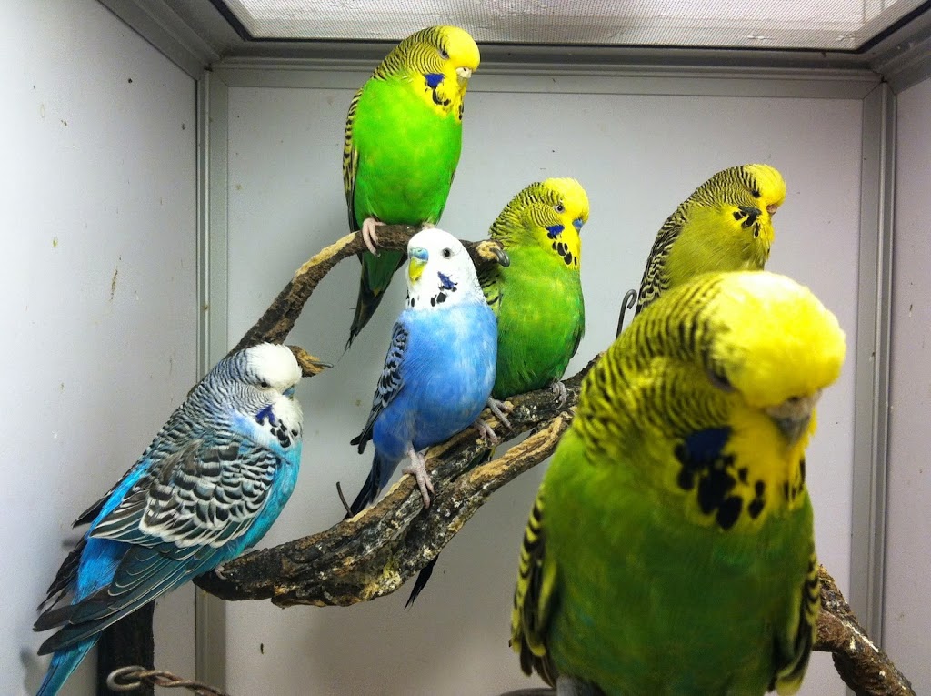 Pet O Pets - Mississauga & Burlington | mississauga, 3092 Mavis Rd, Mississauga, ON L5C 1T8, Canada | Phone: (844) 738-6738