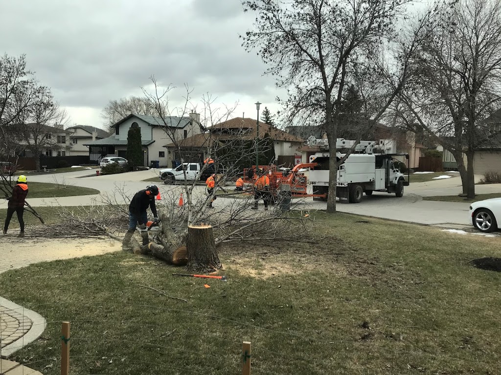 TNT Tree Service Ltd. | 81 Linacre Rd, Winnipeg, MB R3T 3G7, Canada | Phone: (204) 510-8514