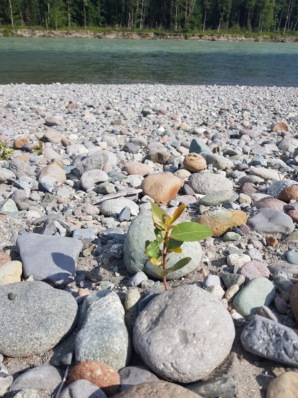 Squamish Estuary | Squamish, BC, Canada