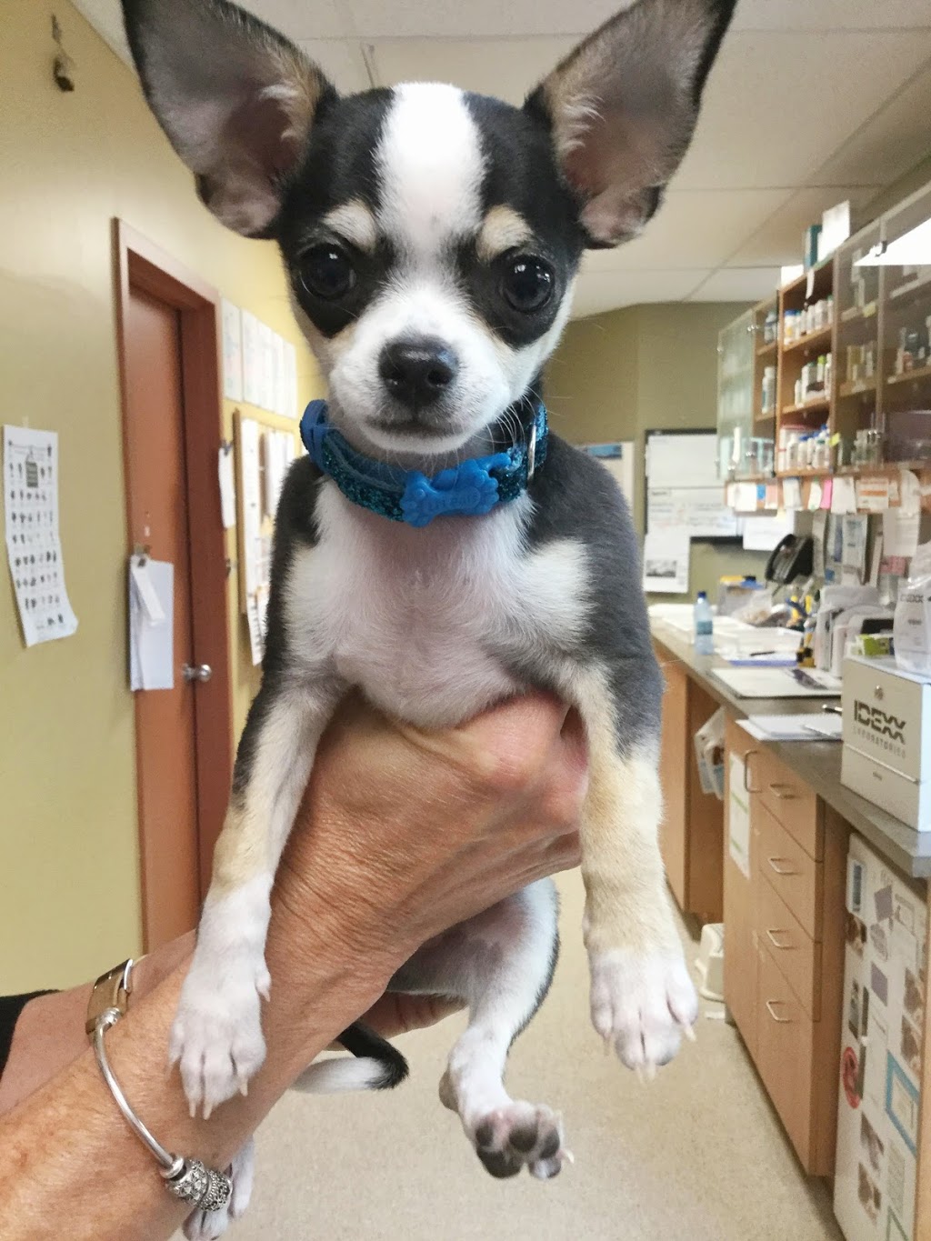 Poirier OBrien Veterinary Hospital | 410 Boulevard Saint-Jean-Baptiste, Mercier, QC J6R 2B3, Canada | Phone: (450) 692-0777