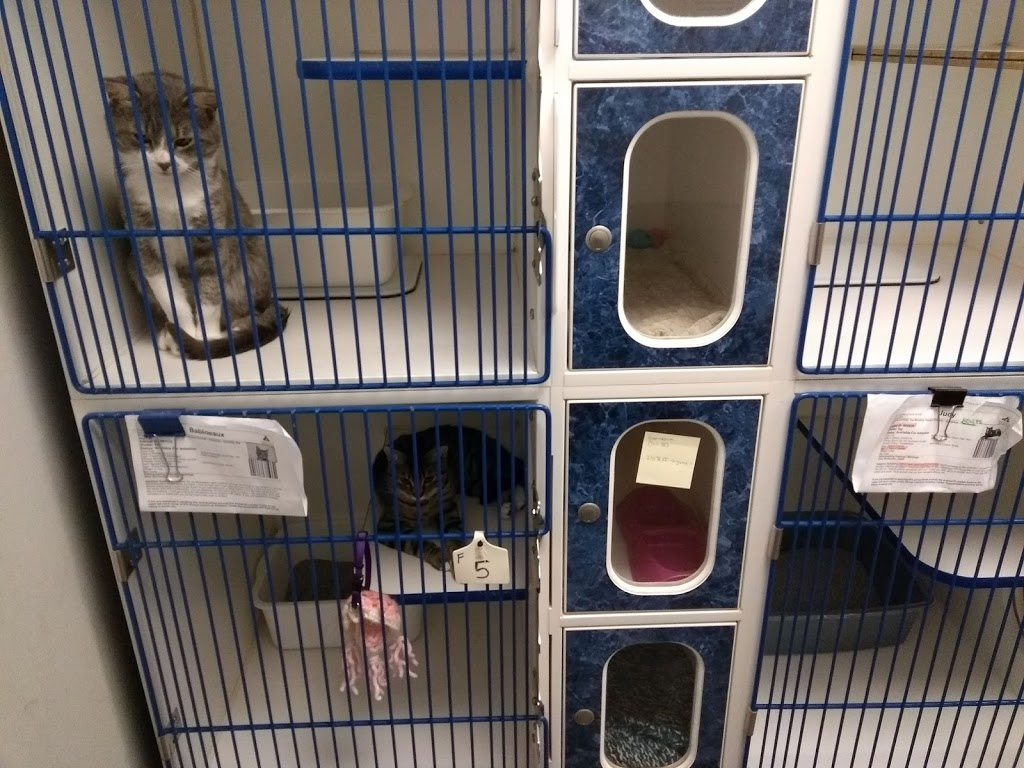Winnipeg Humane Society | 45 Hurst Way, Winnipeg, MB R3T 0R3, Canada | Phone: (204) 982-2021