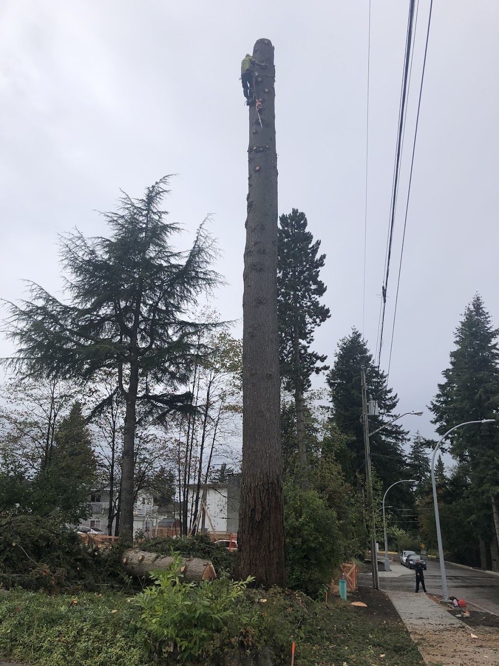 Nick Landscaping & Tree-Cutting Service Ltd | 12138 95a Ave, Surrey, BC V3V 1P8, Canada | Phone: (778) 855-3400