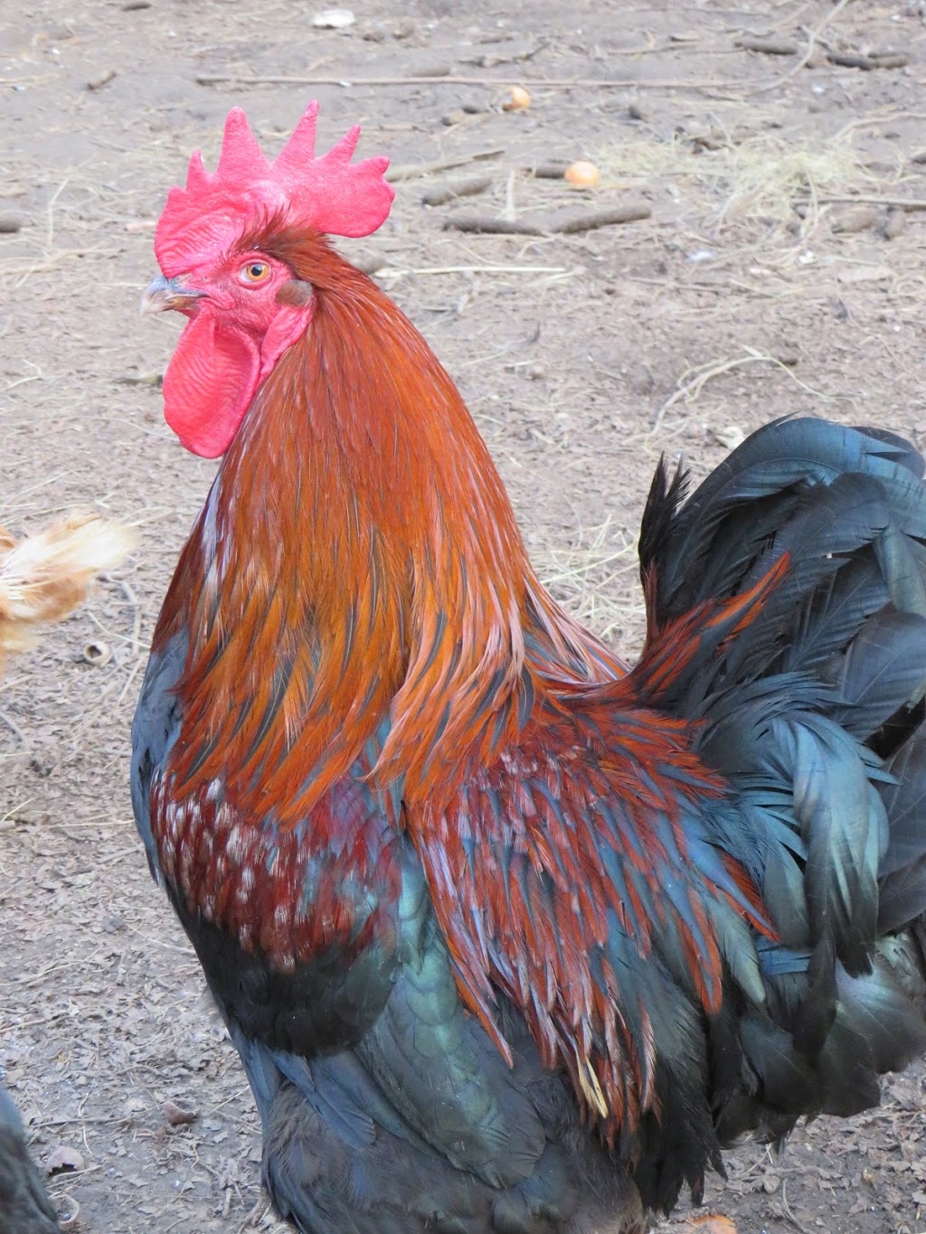 The Daisy Farm | Metchosin, BC V9C 4C1, Canada | Phone: (250) 385-0053