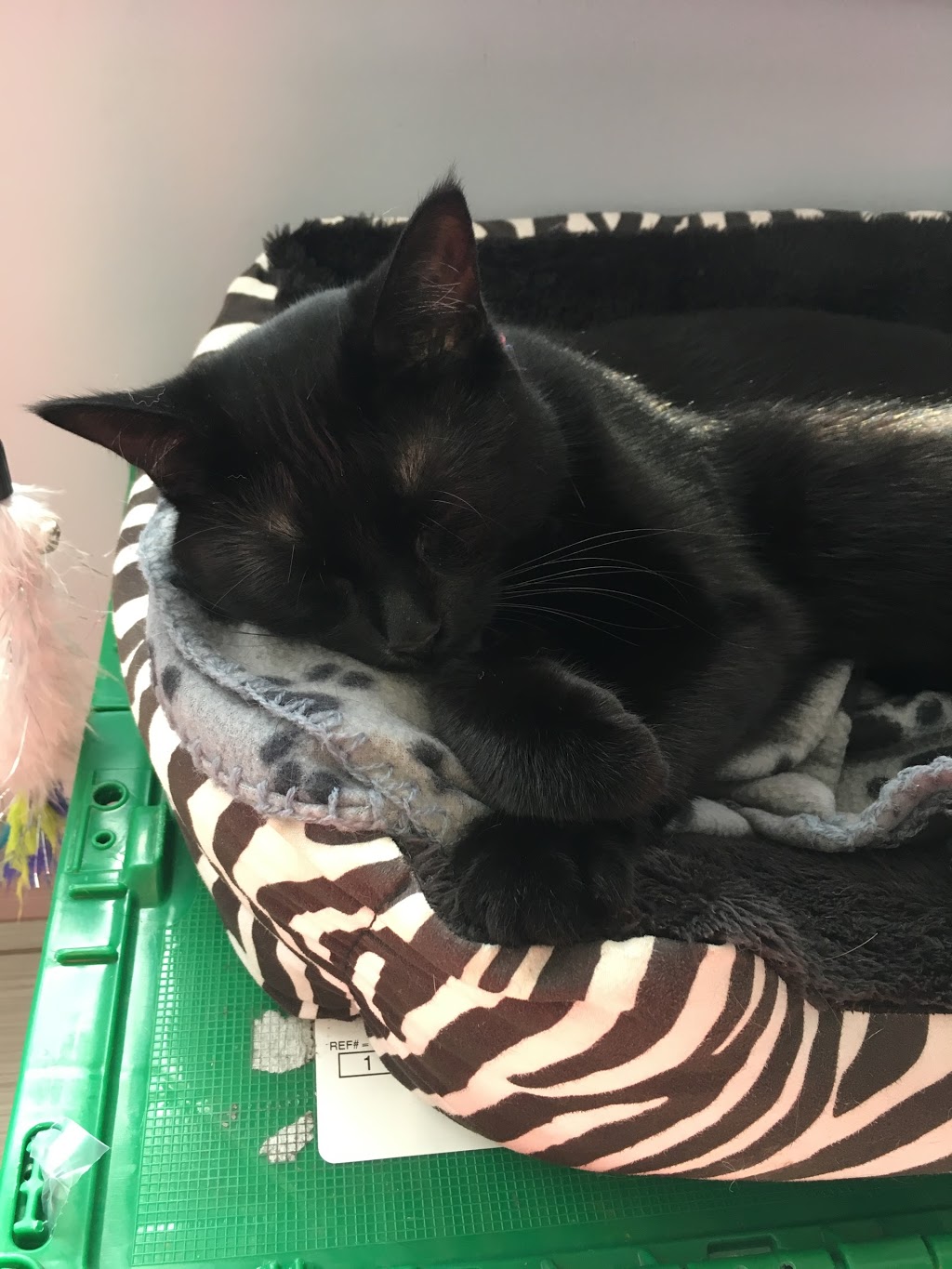 Bloor Street Animal Hospital | 214 Bloor St E, Oshawa, ON L1H 3M6, Canada | Phone: (905) 728-6000