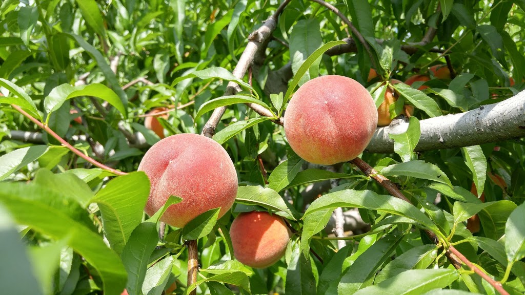 Pardos Berrie Farm | 7951 Talbot Trail, Blenheim, ON N0P 1A0, Canada | Phone: (519) 676-2008