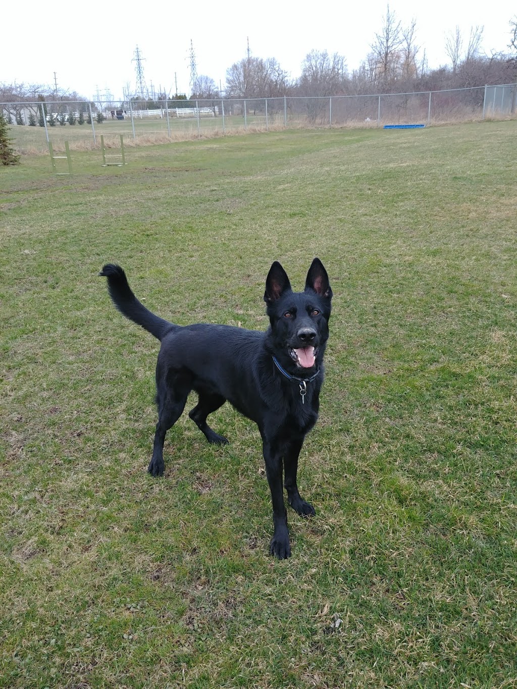 Meadowview Pet Resort | 1970 Polloway Rd, Niagara Falls, ON L2E 6S5, Canada | Phone: (905) 680-1258