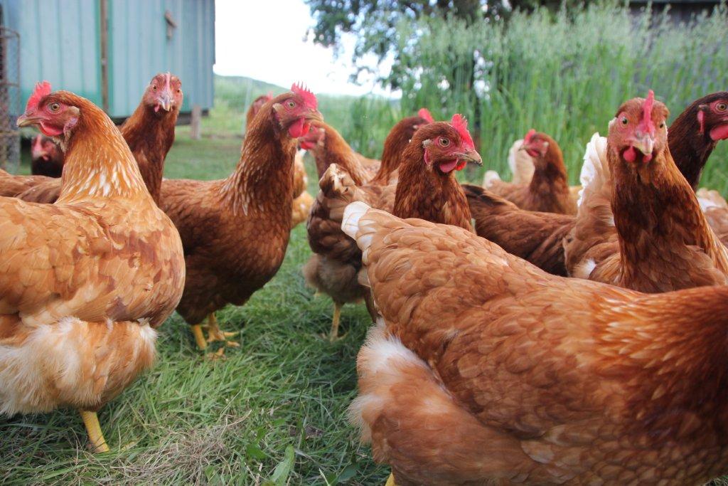 Ferme Picardier | 27 QC-323, Brébeuf, QC J0T 1B0, Canada | Phone: (819) 425-8922