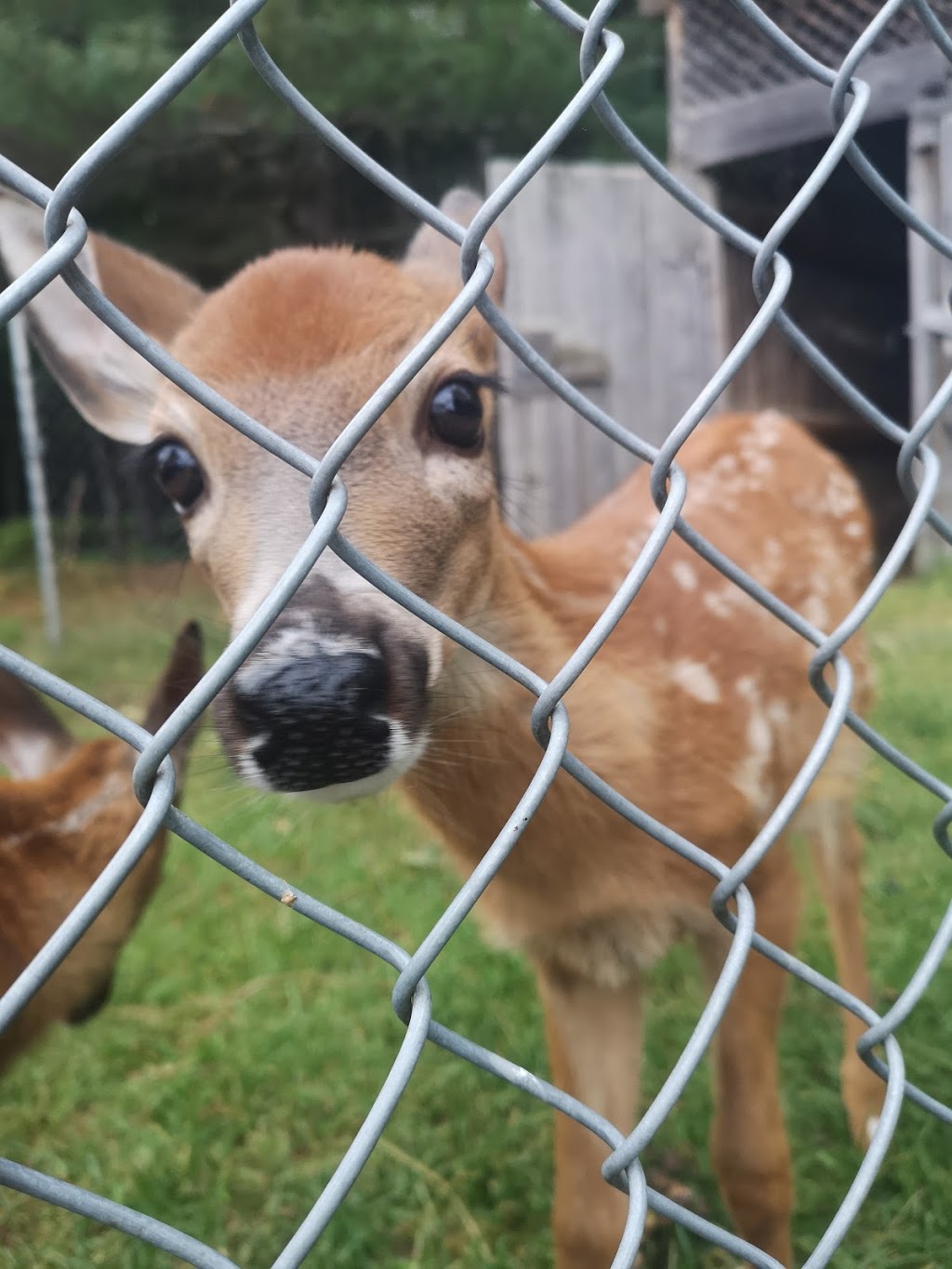 Centre dinterprétation du cerf de Virginie | C.P. 155, 6 Chemin du Barrage, Sainte-Thérèse-de-la-Gatineau, QC J0X 2X0, Canada | Phone: (819) 449-6666