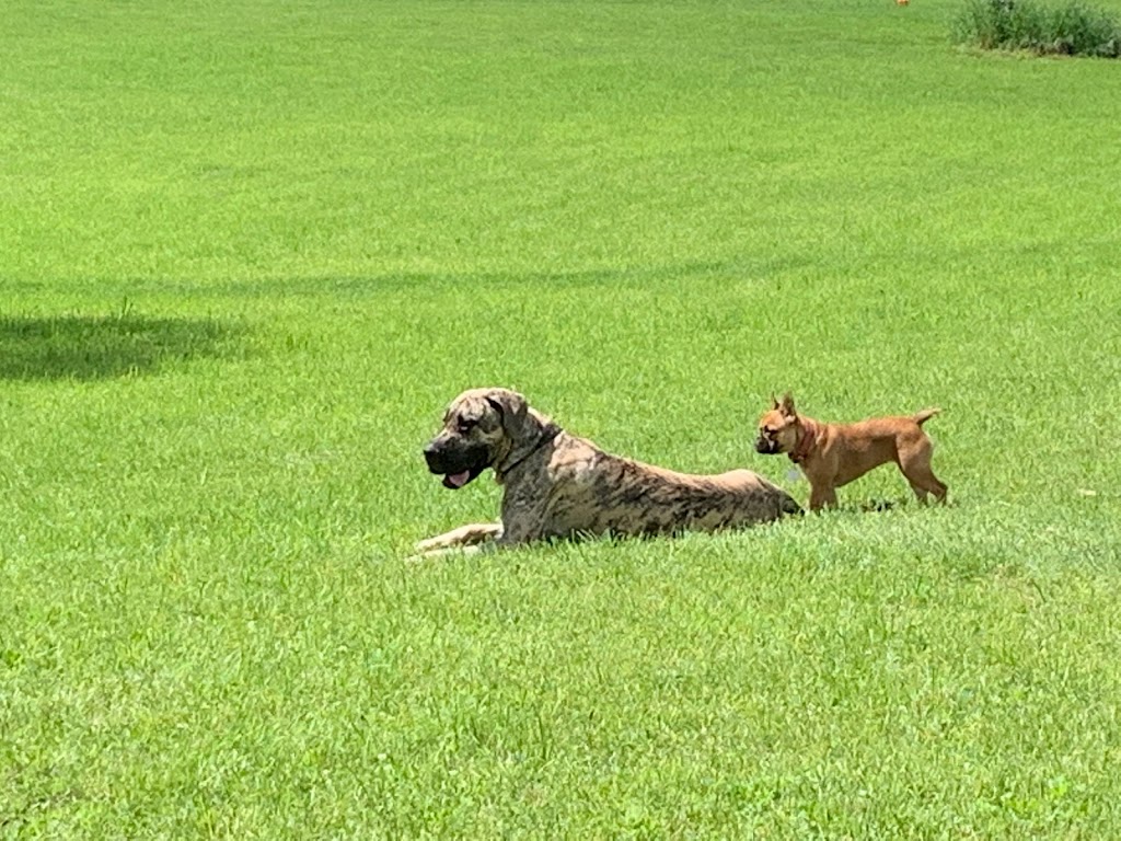 Dream Acres Pet Resort | 355 Bowland Rd, Clayton, ON K0A 1P0, Canada | Phone: (613) 256-0687