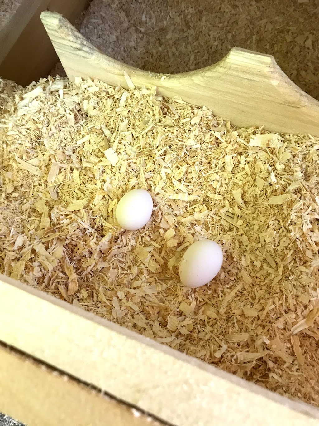 Chicken Coop (canadianchickencoop.ca) | 611 Chem. des Cèdres, Notre-Dame-du-Laus, QC J0X 2M0, Canada | Phone: (819) 767-2626
