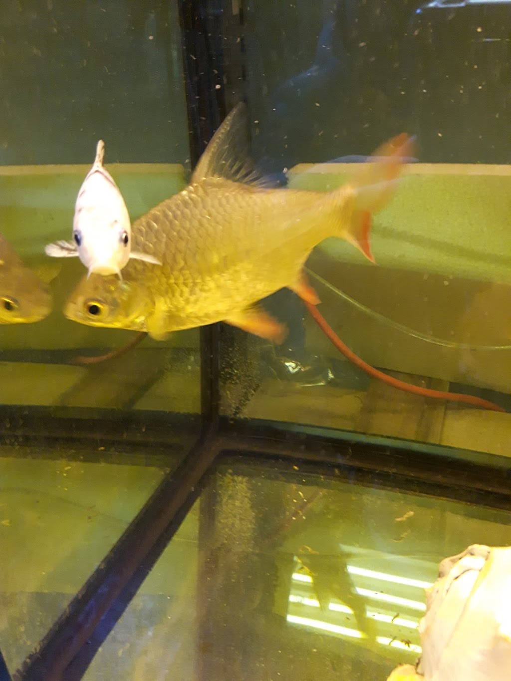 WET PETS AQUARIUMS INC. | 295 Main St E UNIT #4, Milton, ON L9T 1P1, Canada | Phone: (289) 851-2606