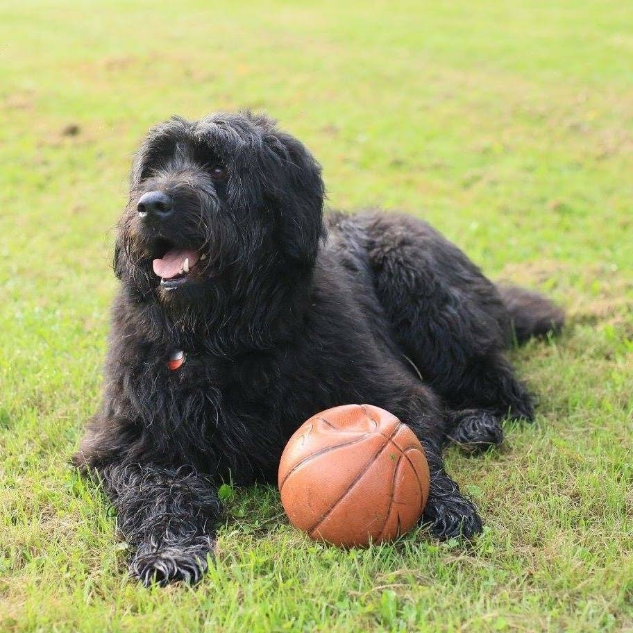 Salon Canin | 1443 Bd Pie-XI S, Québec, QC G3K 1H2, Canada | Phone: (418) 683-1121