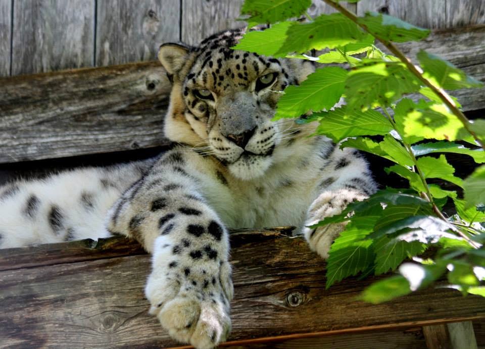 Papanack Park Zoo 150 County Rd 19, Wendover, ON K0A 3K0, Canada