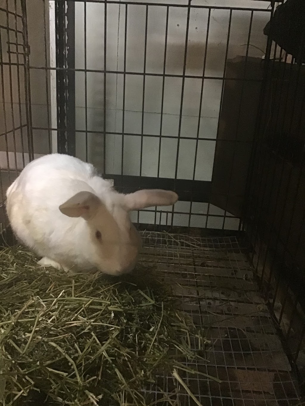 Thumpers Valley Rabbity | 216 Cooper Rd, Madoc, ON K0K 2K0, Canada | Phone: (613) 661-4017