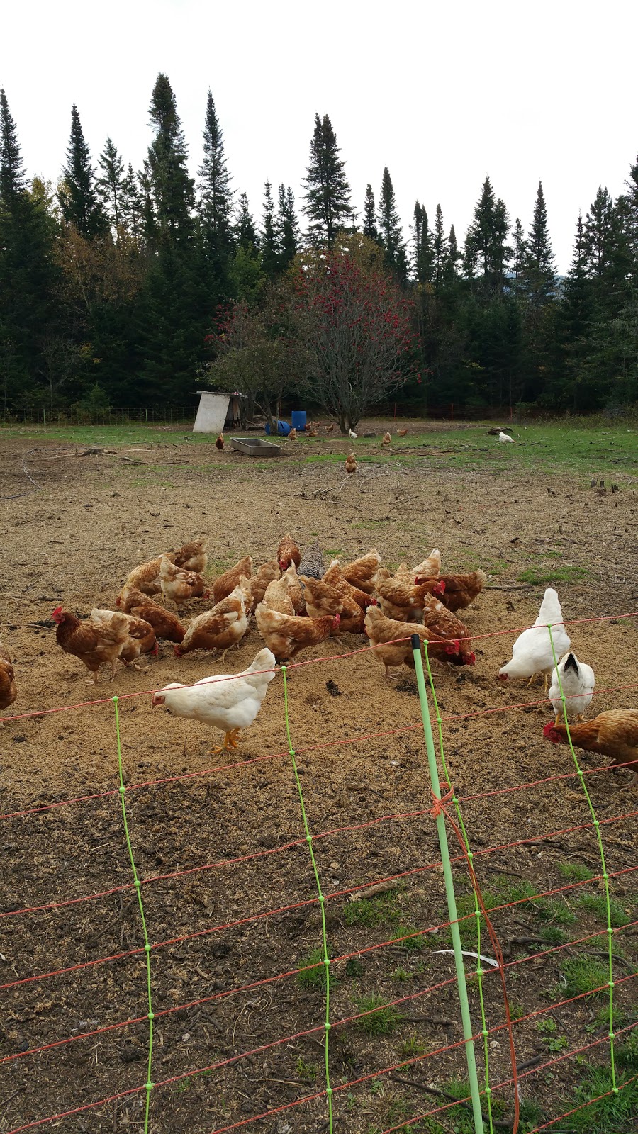 Canard Des Cantons | 2141 Chemin St Edmond, Stoneham-et-Tewkesbury, QC G3C 1G6, Canada | Phone: (418) 928-2903