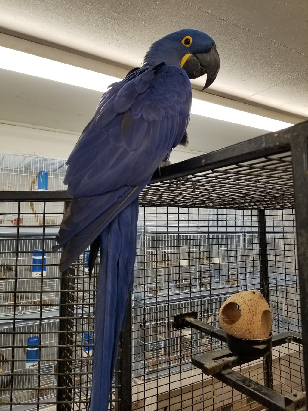 Vinces Pet Centre | 91 Friuli Ct, Woodbridge, ON L4L 7H2, Canada | Phone: (905) 856-0426
