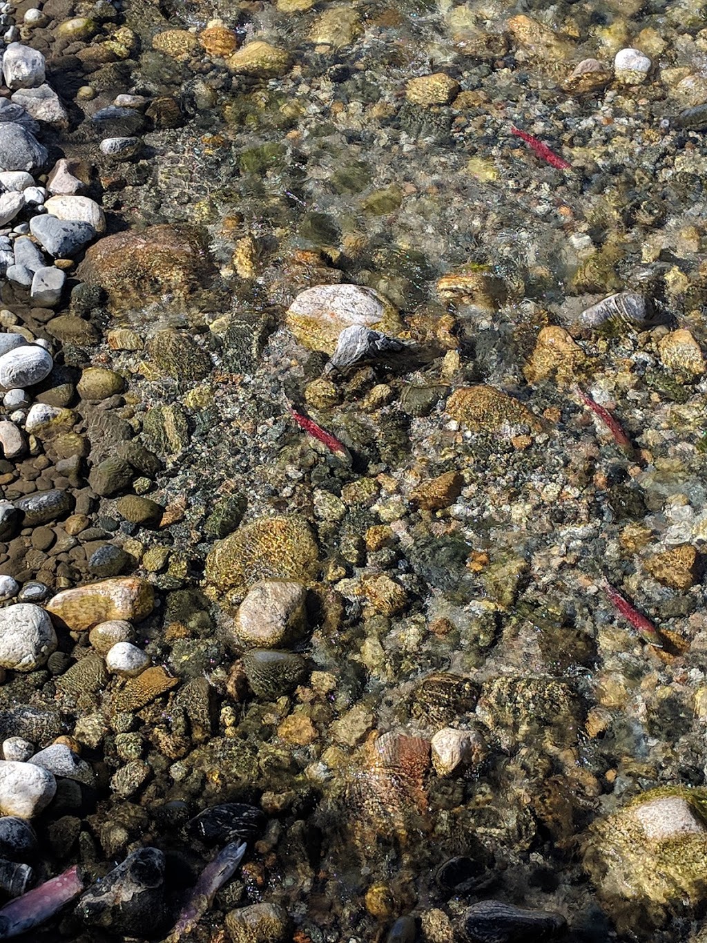 Yard Creek Regional Park | 3055 Yard Creek Loop Rd, Malakwa, BC V0E 2J0, Canada | Phone: (250) 836-3814