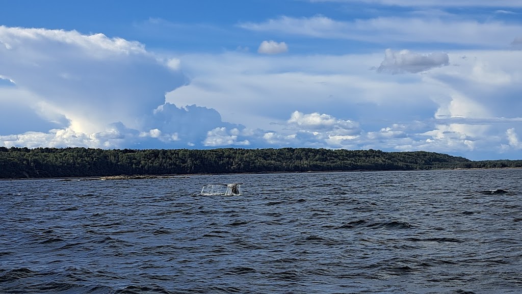 Croisières Baleines Neptune Escoumins | 50 route 138, jonction, Rue des Pilotes, Les Escoumins, QC G0T 1K0, Canada | Phone: (418) 233-4343