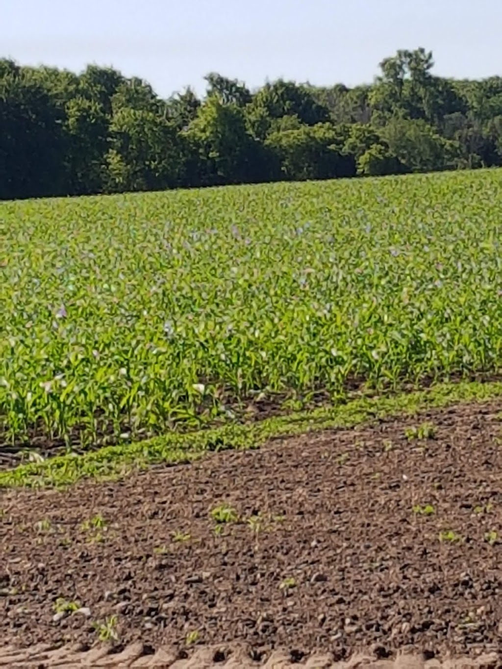 Kukielka produce | 100 Windham Road 6, La Salette, ON N0E 1H0, Canada | Phone: (519) 427-8821