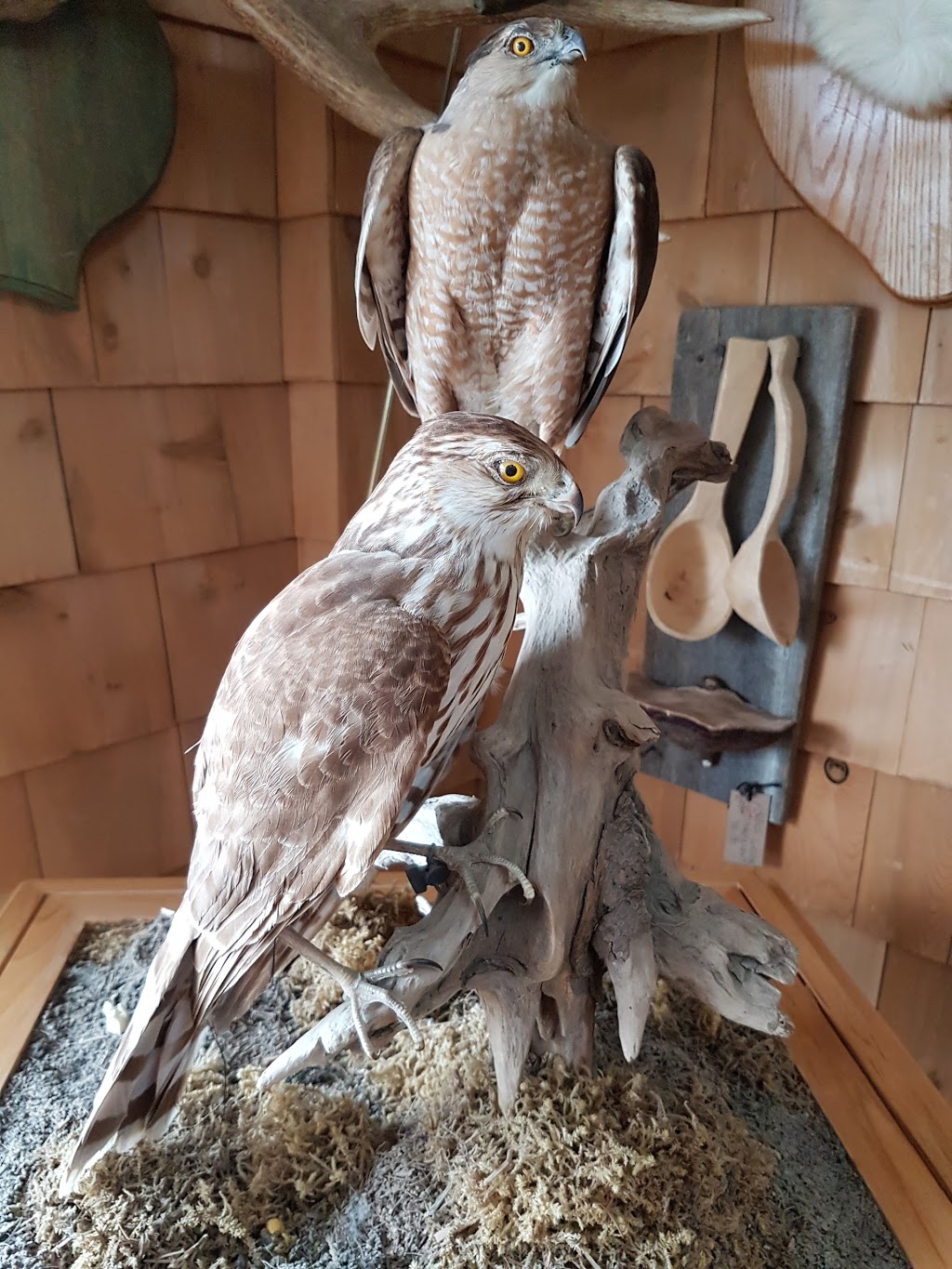 Taxidermie Chez Eric | 279 Rue Principale, Vallée-Jonction, QC G0S 3J0, Canada | Phone: (418) 253-6495