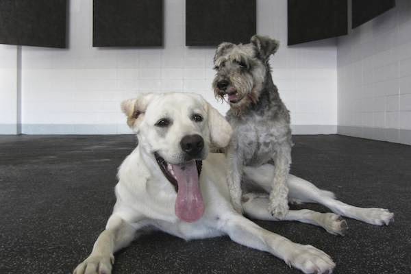 Back in the Pack Dog Daycare | 3131 68 St NW, Calgary, AB T3B 2J4, Canada | Phone: (403) 453-0913