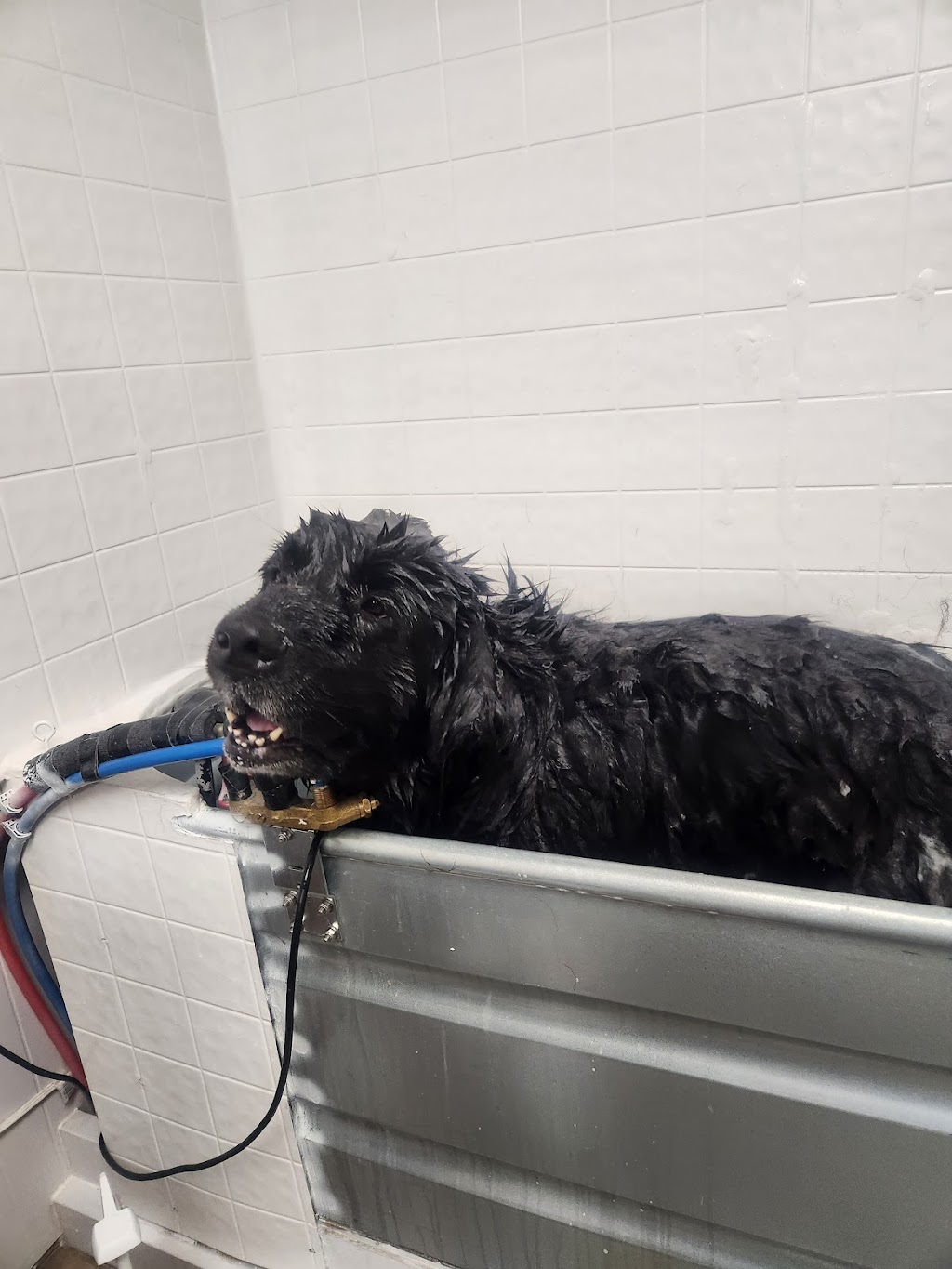 Pup Scrubs | 257 Talbot Street Rear, St Thomas, ON N5P 1B3, Canada | Phone: (519) 694-8827