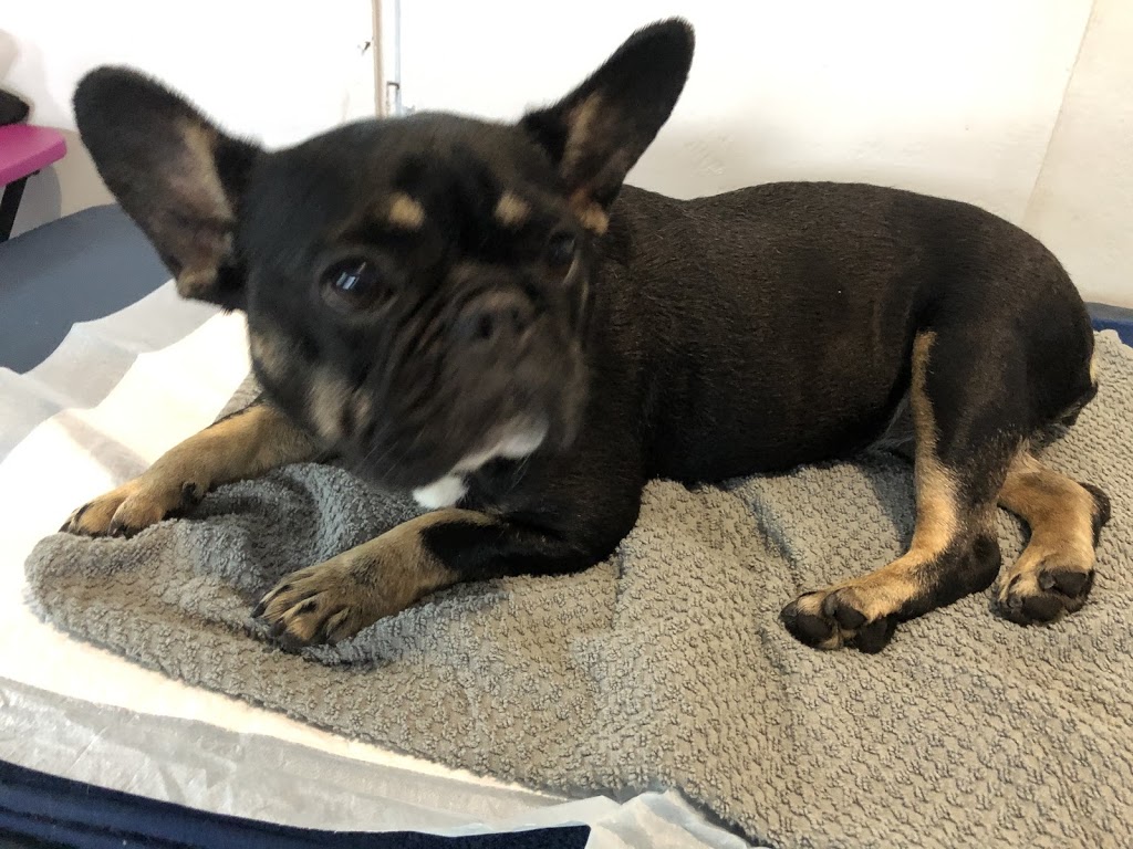 Institut thérapeutique canin | 22 Rang Saint-André, Saint, Saint-Mathieu, QC J0L 2H0, Canada | Phone: (579) 996-5444
