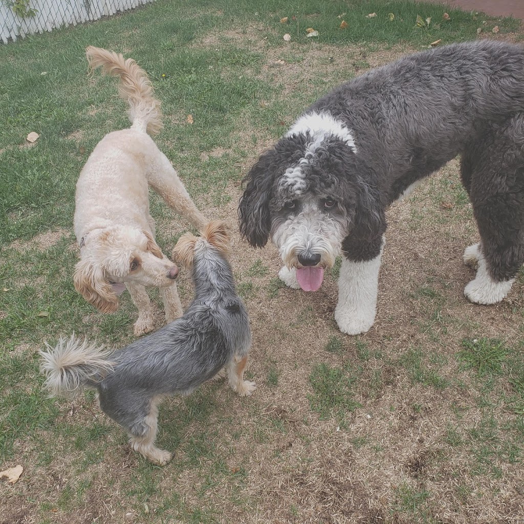 Frolicking Pups (2019) | 10 Rosewood Dr, Sherwood Park, AB T8A 2H2, Canada | Phone: (780) 991-2958