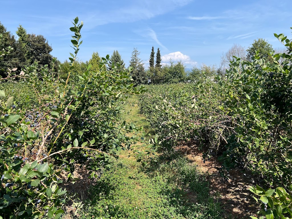 No name blueberries | 12476 Wooldridge Rd, Pitt Meadows, BC V3Y 1Z1, Canada | Phone: (236) 984-1928