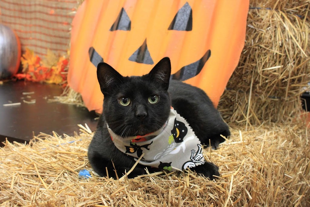 Pet Valu | 235 Guelph St, Georgetown, ON L7G 4A8, Canada | Phone: (905) 873-7407