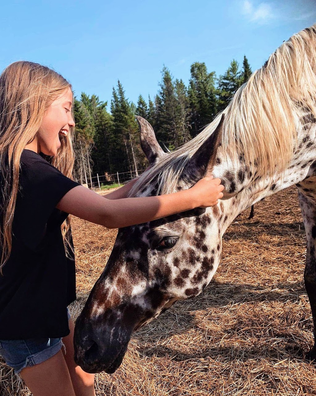 Double L Ranch Appaloosa | 209 Chemin St Patrice, Saint-Raymond, QC G3L 4J4, Canada | Phone: (418) 563-2136