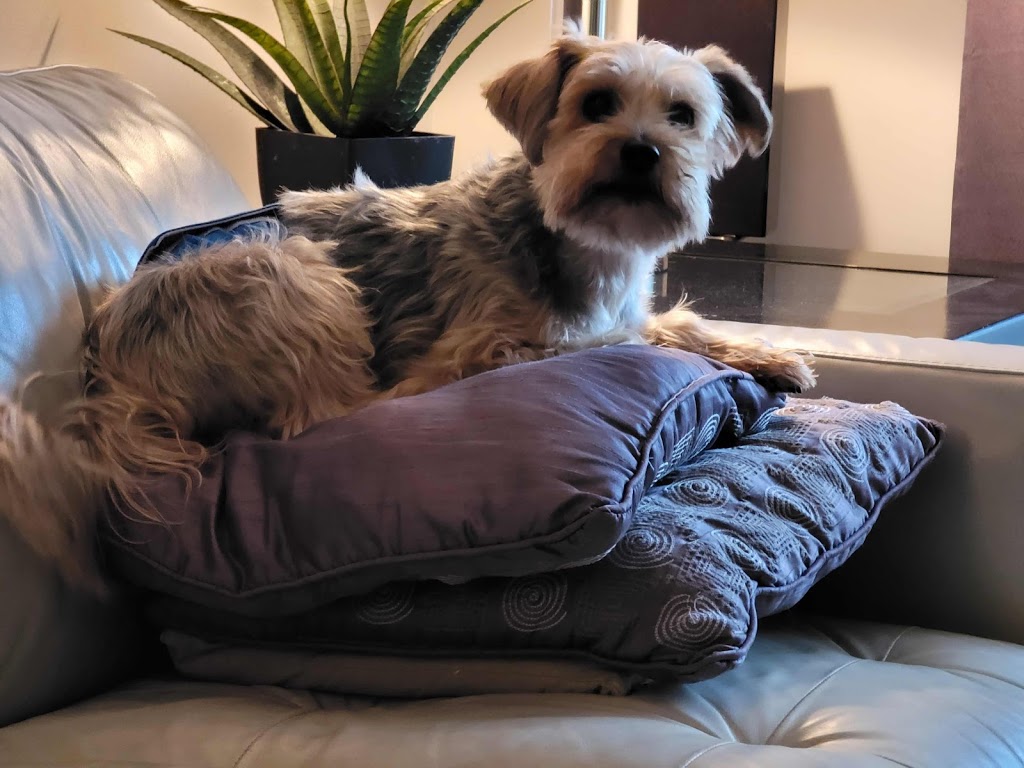 wilmot pet services | 12 Village Green Way, Baden, ON N3A 2V7, Canada | Phone: (519) 589-8595