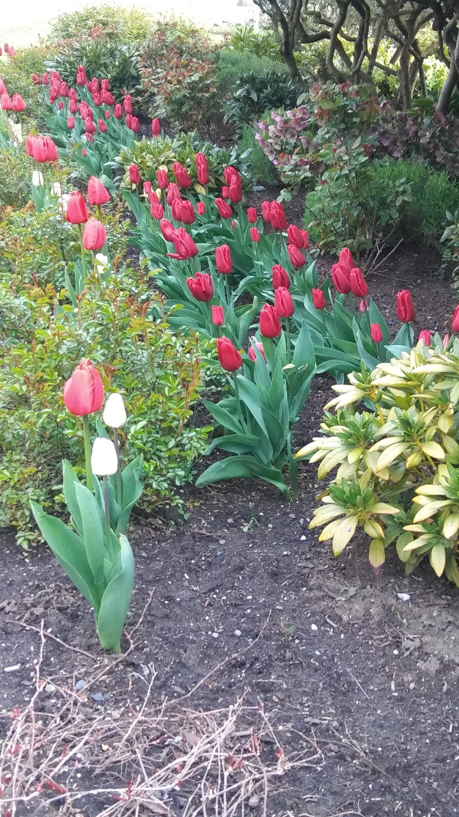 Rose Garden | 10025 Resthaven Dr, Sidney, BC V8L 3G3, Canada
