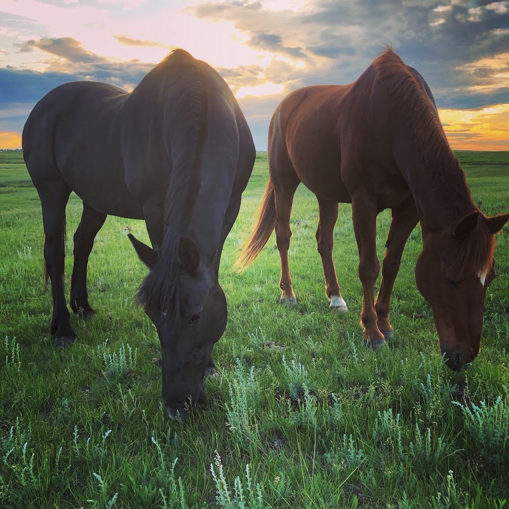 Fidelity Equestrian Centre (FEC) | Site 14, Box 63, RR1, Strathmore, AB T1P 1J6, Canada | Phone: (403) 797-0982