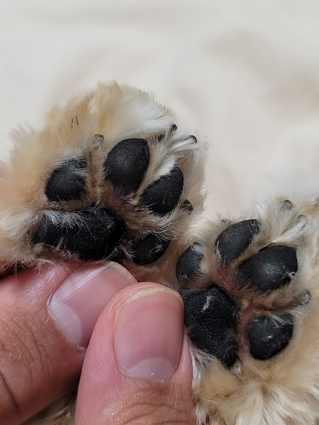 Panorama Paws Dog Grooming | 5878 151 St, Surrey, BC V3S 3T2, Canada | Phone: (778) 893-0114