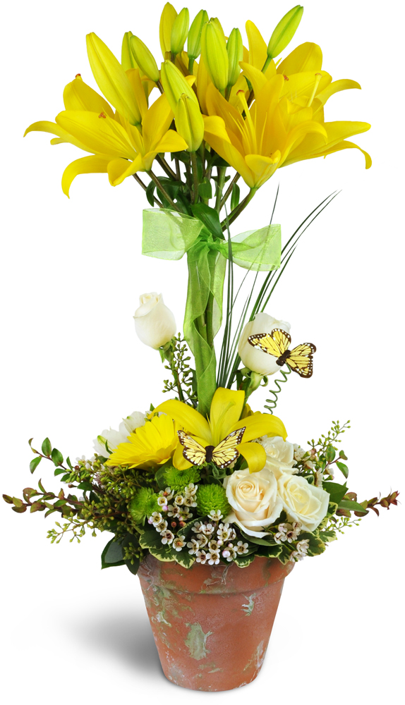 Mostly Roses & Natures Rose Inc. | 6923 Steeles Ave W #58, Etobicoke, ON M9W 6T6, Canada | Phone: (416) 365-7673
