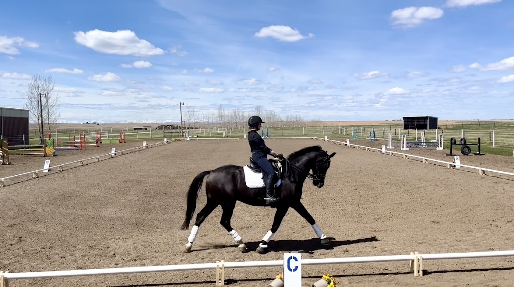 Equine Haven Recovery Care and Equestrian Centre Ltd | 215003, Range Rd 264, Carseland, AB T0J 0M0, Canada | Phone: (403) 973-9693