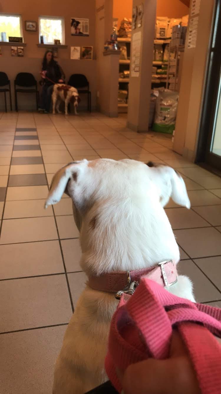 Waterview Animal Hospital | 810 Water St, Miramichi, NB E1N 4B8, Canada | Phone: (506) 622-2355