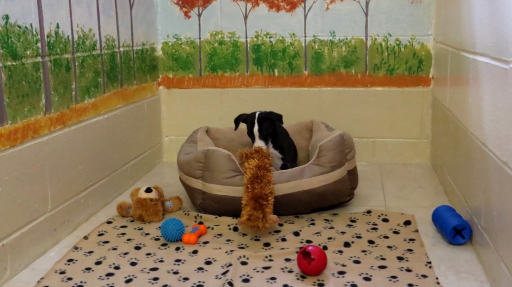 Goldenvale Veterinary Hospital & Kennels | 2866 Davis Dr, East Gwillimbury, ON L9N 0L3, Canada | Phone: (905) 895-2278