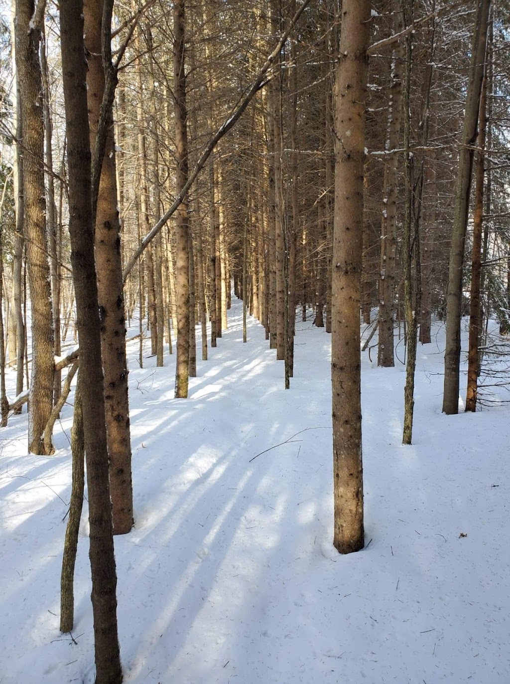 Bristol Hops | 3 Ch dAylmer, Bristol, QC J0X 1G0, Canada | Phone: (819) 647-3467