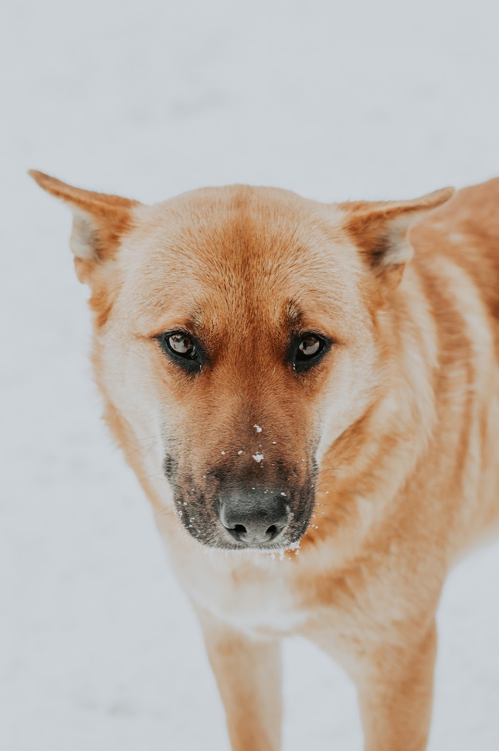 Clearbrook Animal Hospital | 32122 S Fraser Way, Abbotsford, BC V2T 1W4, Canada | Phone: (604) 859-6331