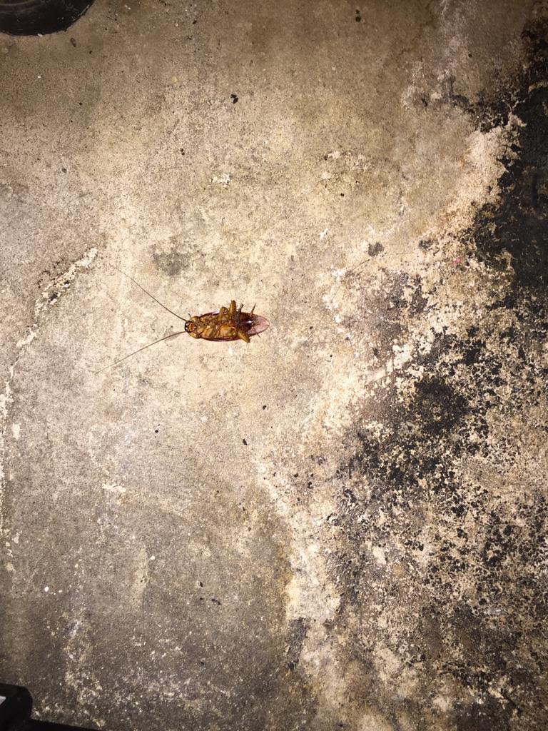 Toronto Pest Control | 25 Seeley Dr, North York, ON M3M 2V7, Canada | Phone: (647) 997-5080
