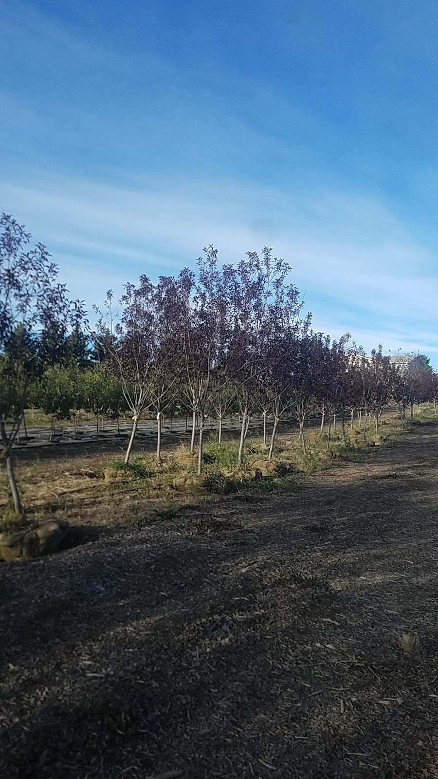 TruEarth Trees | 274129 48 St W, Foothills County, AB T1S 3S8, Canada | Phone: (403) 714-9107